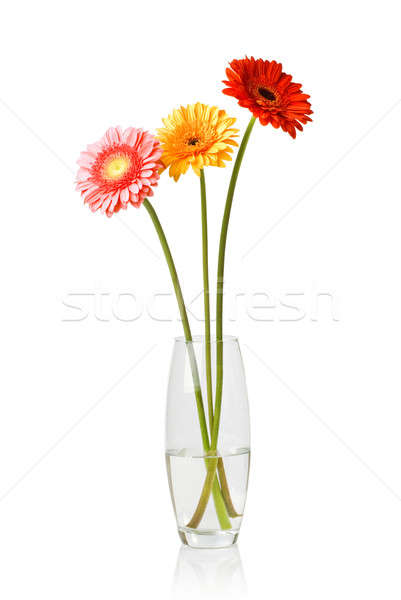 Bouquet from daisy-gerbera in glass vase isolated on white Stock photo © artjazz