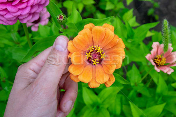 A beautiful orange flower of a major in the hand of a man in a summer garden Stock photo © artjazz