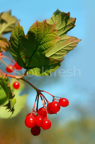 red viburnum berry Stock photo © artjazz