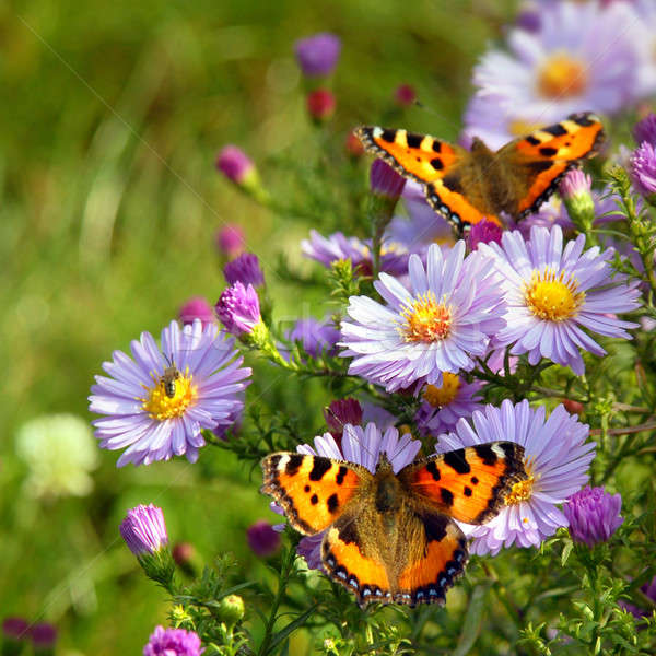 Stock photo: two butterfly on flowers