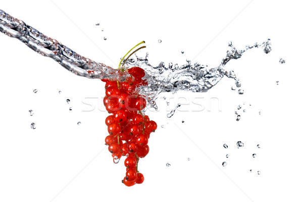 Czerwona porzeczka kroplami wody odizolowany biały wiosną charakter Zdjęcia stock © artjazz