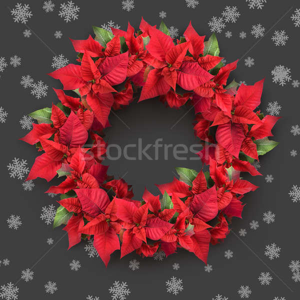 Stock photo: christmas wreath from poinsettia