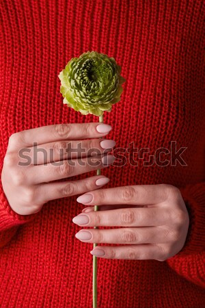 A beautiful bouquet of flowers of a Ranunculus holding a girl around a gray background. Stock photo © artjazz