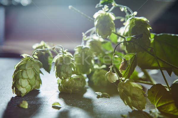 Hops on wooden background Stock photo © artjazz