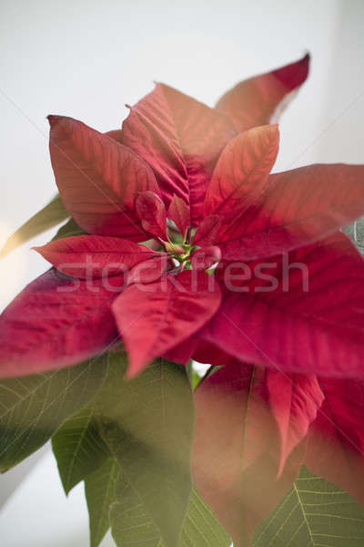 The poinsettia red flowers Euphorbia pulcherrima with sun rays Stock photo © artjazz