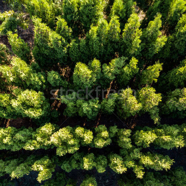 Aerial view of deciduous trees in the spring. Drone photograph Stock photo © artjazz