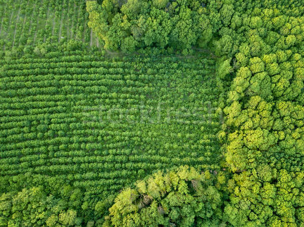Forest and plantations of young trees. Concept of forest conservation. Drone photograph? Stock photo © artjazz