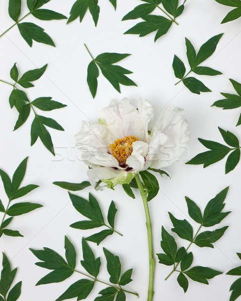 gentle floral pattern of white peony on wite background, top view Stock photo © artjazz
