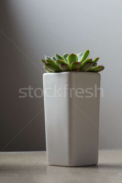 green succulent in gray pot placed on a stone background. Stock photo © artjazz