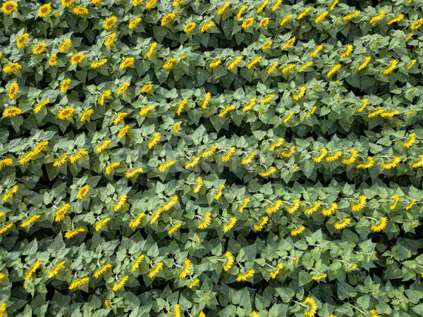 Stock photo: Panoramic aerial view from drone to beautiful yellow green field with sunflowers at summer day.