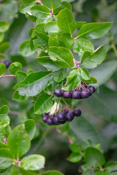 Ripe berries of chokeberry on a branch with green leaves in the garden Stock photo © artjazz