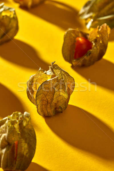 Close-up view of yellow ripe, juicy physalis fruit with shadows on a yellow background, soft focus. Stock photo © artjazz