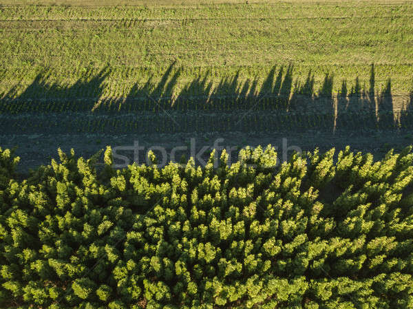 Aerial view countryside green field and forest on a sunny day Stock photo © artjazz