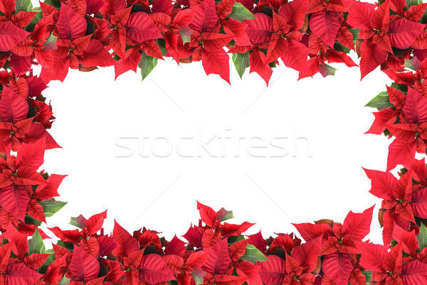 christmas frame from poinsettias isolated on white Stock photo © artjazz