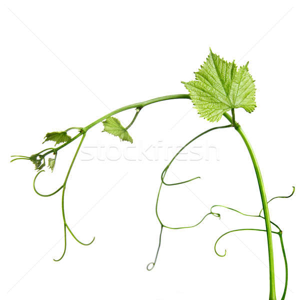 Wijnstok staaf geïsoleerd blad zomer leven Stockfoto © artjazz
