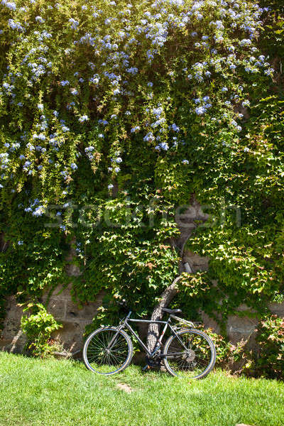 Old bicycle near  wall with flowers Stock photo © artjazz