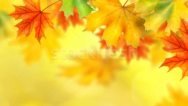 Stock photo: backround with autumn leaves