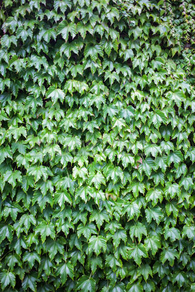 Green leaves for background Stock photo © artjazz