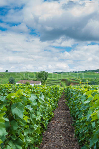 Stock fotó: Szőlőskert · tájkép · Franciaország · égbolt · étel · út