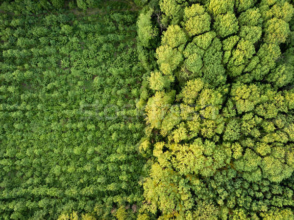 Aerial view from the drone, a bird's eye view to the forest with green plantings of various ages and Stock photo © artjazz