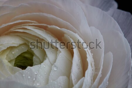 White ranunculus close up on a black background, romantic greeti Stock photo © artjazz