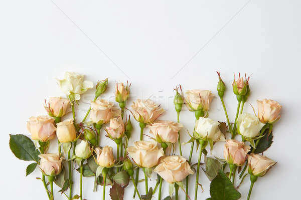 Beyaz güller yalıtılmış köşe çerçeve bej Stok fotoğraf © artjazz