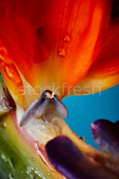 Macro photo of colorful petals of strelitzia with drops of water Stock photo © artjazz
