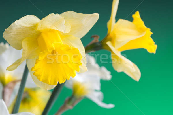 yellow and white narcissus on green background Stock photo © artjazz