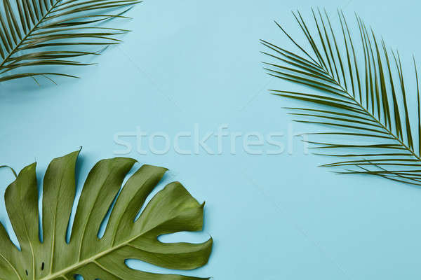 Green leaves isolated Stock photo © artjazz