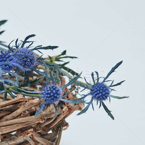 Stock foto: Blau · Blumen · Nest · Niederlassungen · schönen · grau