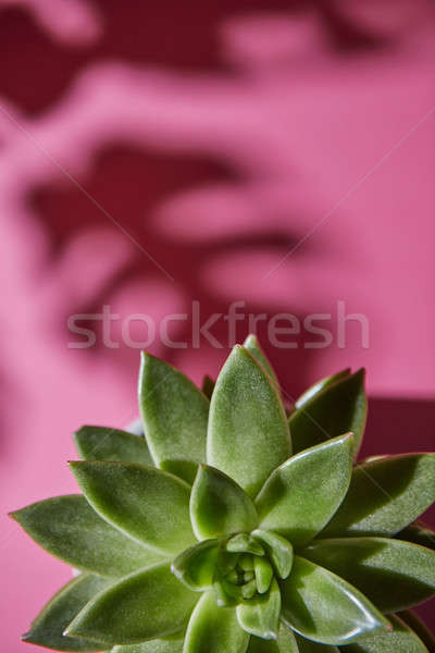 Top view shot succulente impianto ombre Foto d'archivio © artjazz