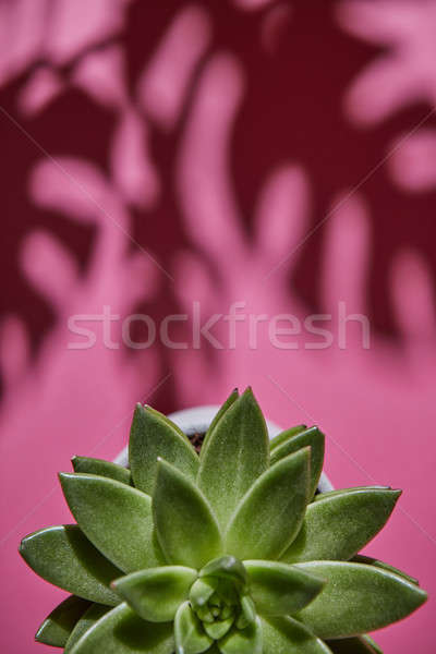 Top view shot succulente impianto ombre Foto d'archivio © artjazz