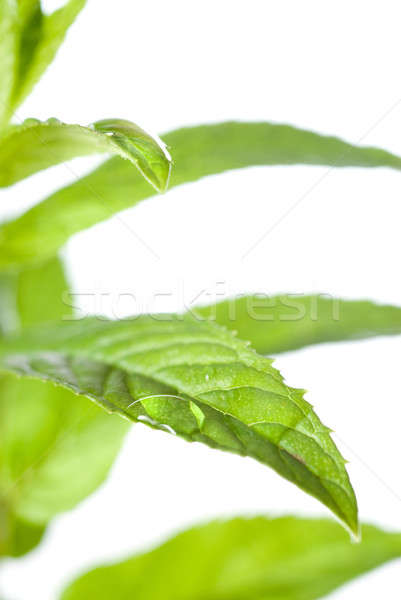 macro photo of green mint isolated on white Stock photo © artjazz