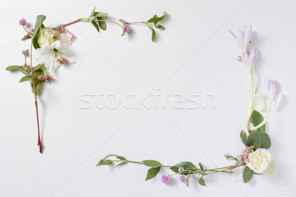Stok fotoğraf: çiçekler · çerçeve · beyaz · yalıtılmış · sınır · yeşil · yaprakları