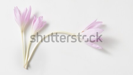autumn crocus flowers isolated Stock photo © artjazz