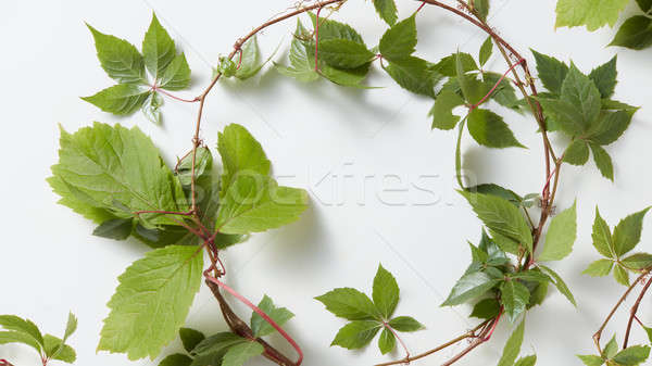 frame Green ivy plant Hedera helix Stock photo © artjazz