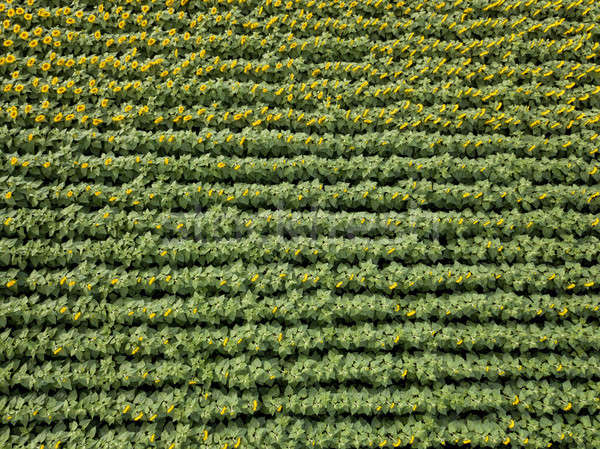 Stock photo: Natural agricultural sunflowers field , aerial view from drone at summer time.