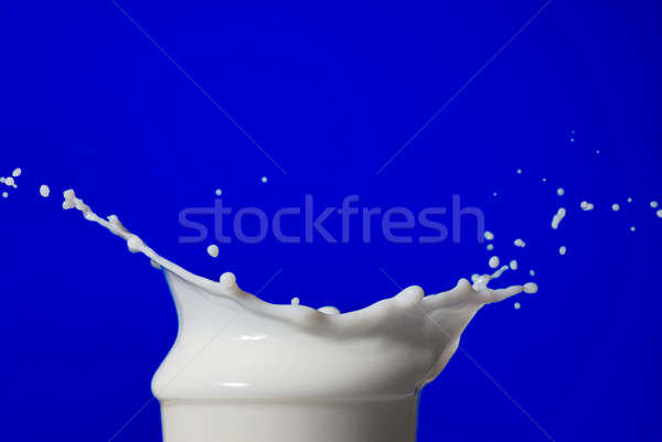 Milk splash isolated on blue Stock photo © artjazz