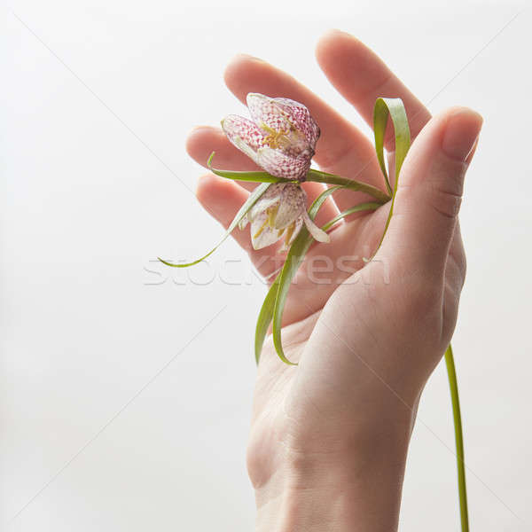 Hand Blume weiß halten schönen weiblichen Stock foto © artjazz