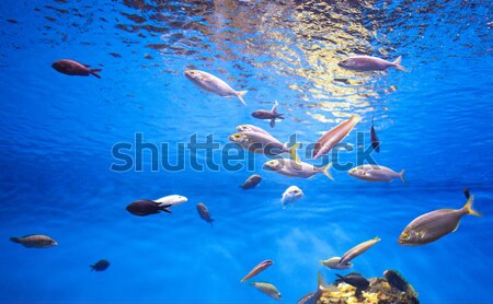 School of Tuna Fish in the Sea. Stock photo © artjazz