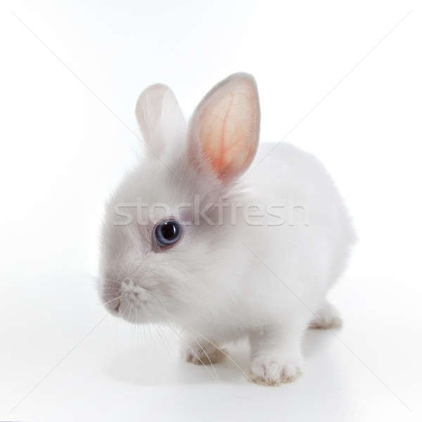 White rabbit isolated on white background Stock photo © artjazz