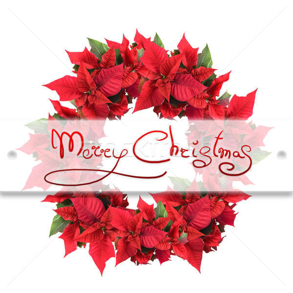 christmas wreath from poinsettia Stock photo © artjazz