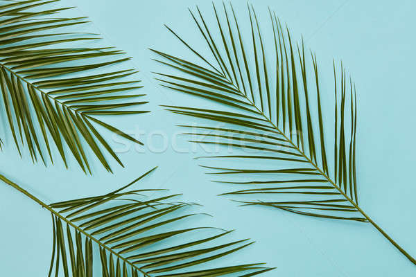 Palm leaves isolated Stock photo © artjazz