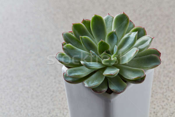 Aloe cactus succulent plant. Macro of succulents in stone pots. Stock photo © artjazz