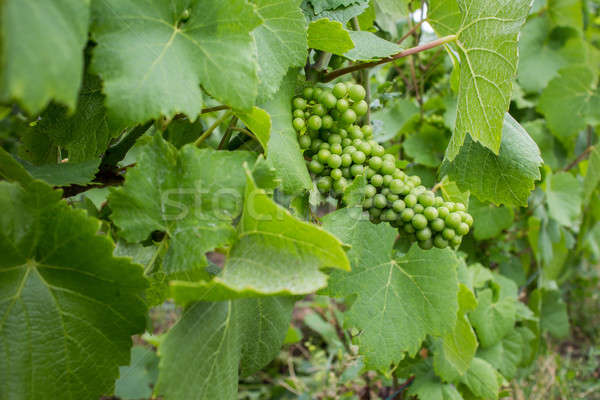 Grape with green leaves Stock photo © artjazz