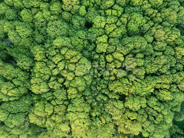 Top view of the forest. Nature background. Photo from the drone Stock photo © artjazz