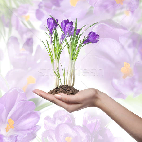 Foto stock: Açafrão · feminino · mão · mulher · flor · primavera