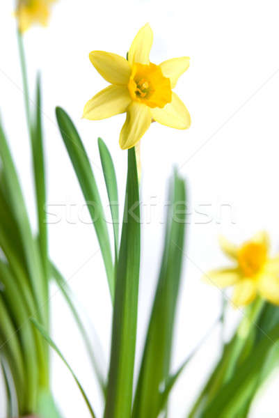 narcissus isolated on white Stock photo © artjazz