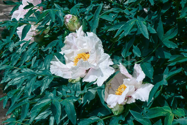 Beautiful light pink peonies on green branches with leaves Stock photo © artjazz