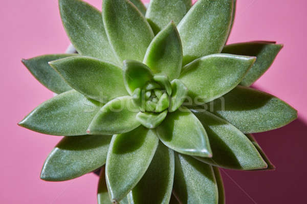 Top view shot succulent plant Echeveria with hard shadows on a p Stock photo © artjazz